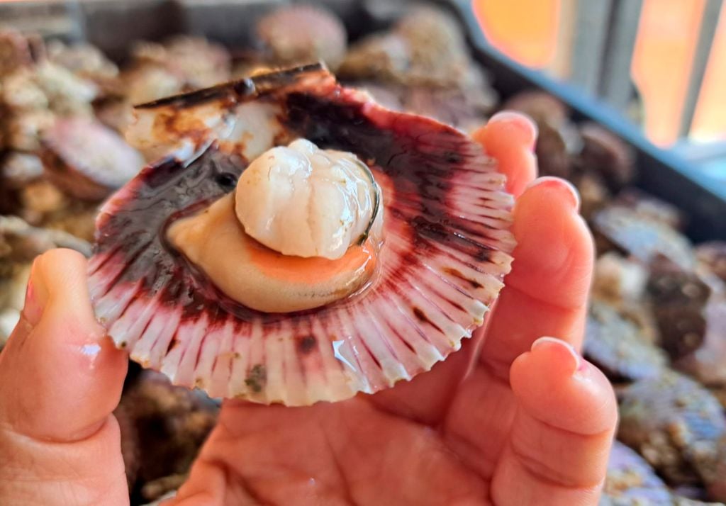 Tongoy se caracteriza por sus cultivos de ostiones, grandes y sabrosos. Un ícono del mar durante todo el año. Imagen: Carolina Aliaga