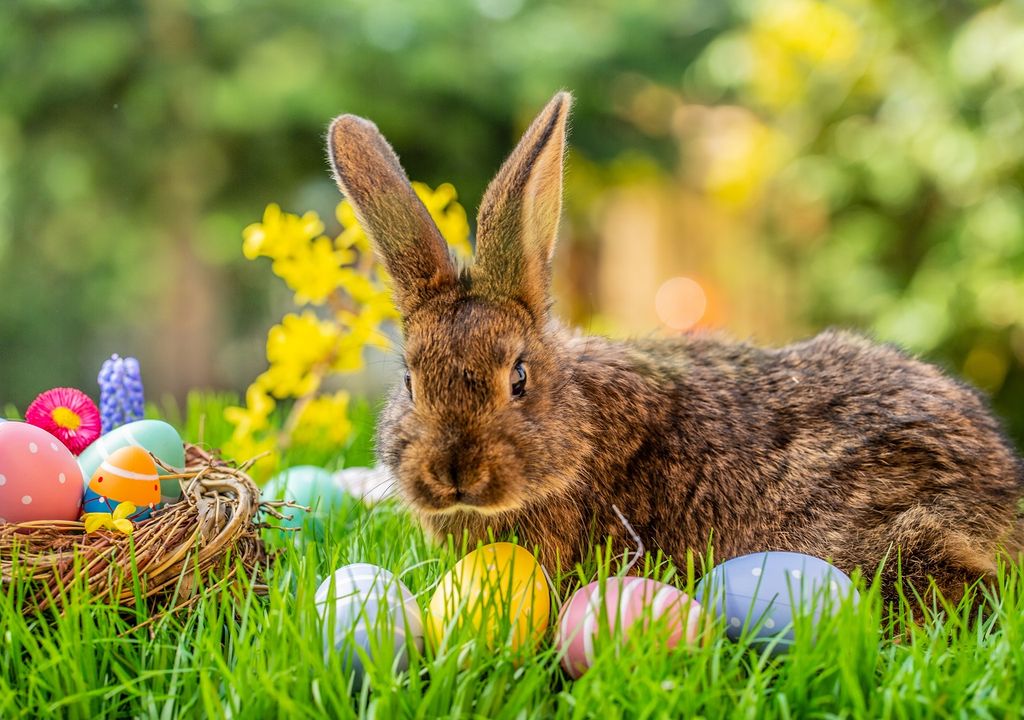 conejo de pascua; huevos de pascua conejo de pascua; huevos de pascua