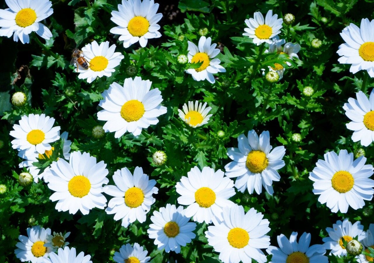 La margherita è il fiore per eccellenza e tante altre piante "imitano" la sua fioritura: scopri quali