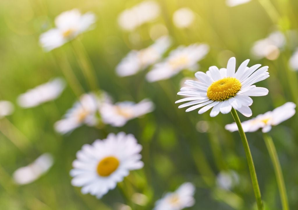 Osservata da vicino, la margherita mostra la sua struttura unica: i petali bianchi sono fiori ligulati attrattivi, mentre i piccoli fiori gialli al centro sono i veri fiori fertili