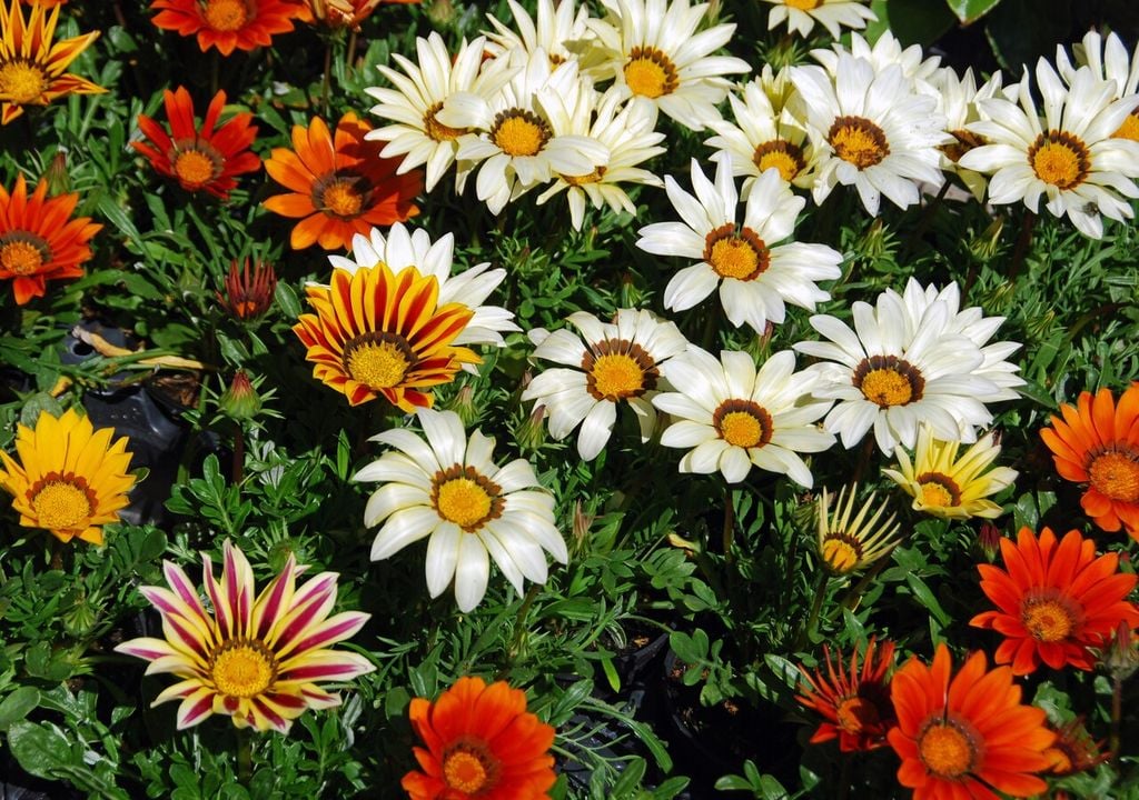 Gazania
