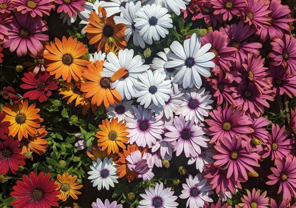 Osteospermum