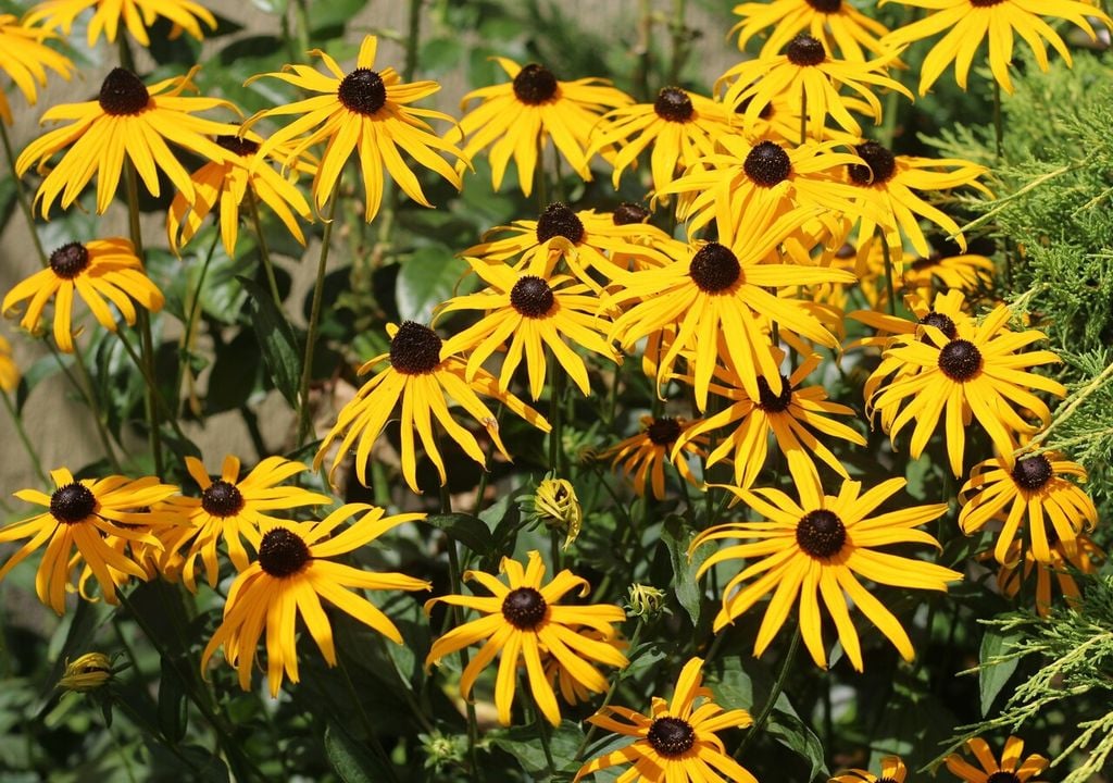 Rudbeckia