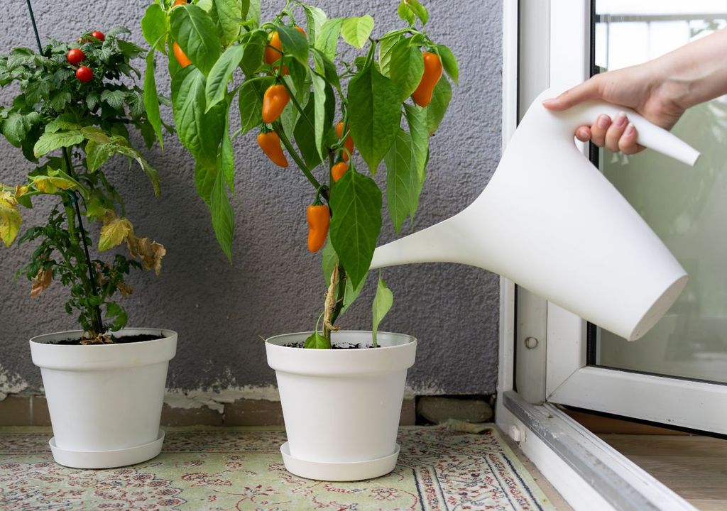 verduras, frutas, alimentos