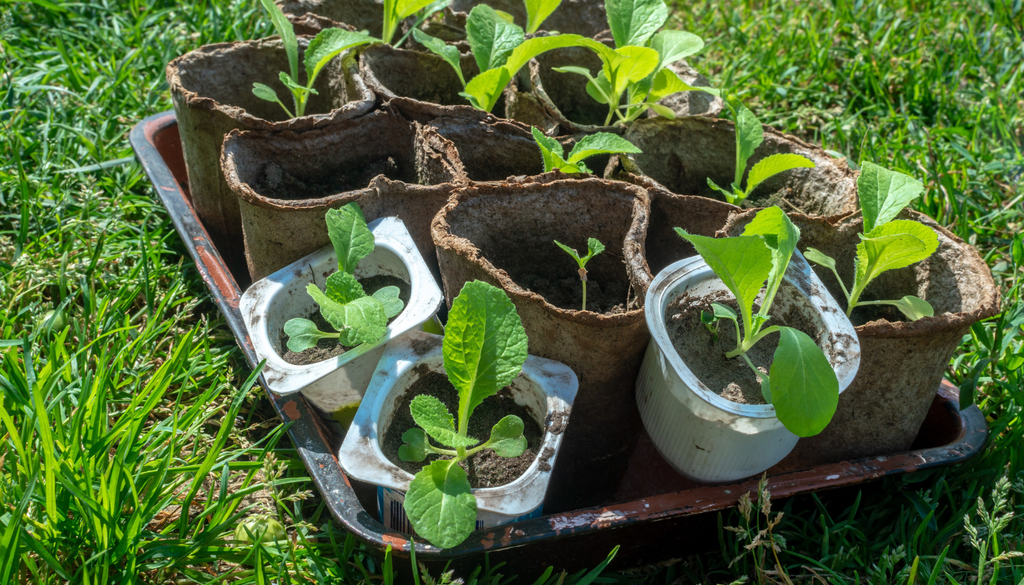 Rede de sombra sobre uma sementeira de verão, a proteger as sementes das horas de maior calor". Criar as plantas em viveiro facilita o controlo da sombra e da rega nas primeiras semanas.