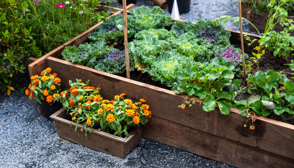 Na horta de outono as couves predominam. A sementeira de folhosas no início do outono, quando os dias mais curtos abrandam o crescimento das plantas é uma boa estratégia a adotar.