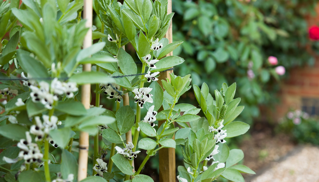 Favas semeadas em setembro, que instalam a raiz durante o inverno e produzem antes do calor.