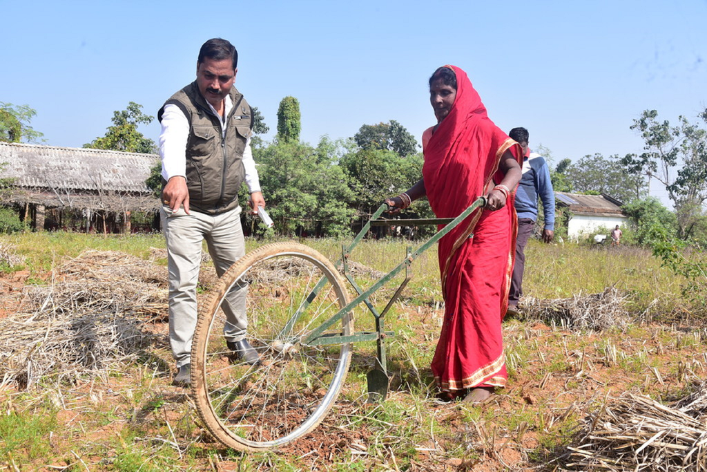 produção de milheto