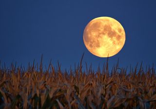 Seminare con la Luna giusta funziona davvero? Cosa dice la scienza sulla tradizione agricola più famosa