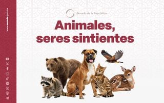 Senado aprueba Ley General de Bienestar Animal en M&eacute;xico, reconociendo a los animales como seres sintientes