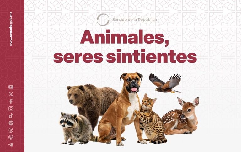 Senado aprueba Ley General de Bienestar Animal en M&eacute;xico, reconociendo a los animales como seres sintientes