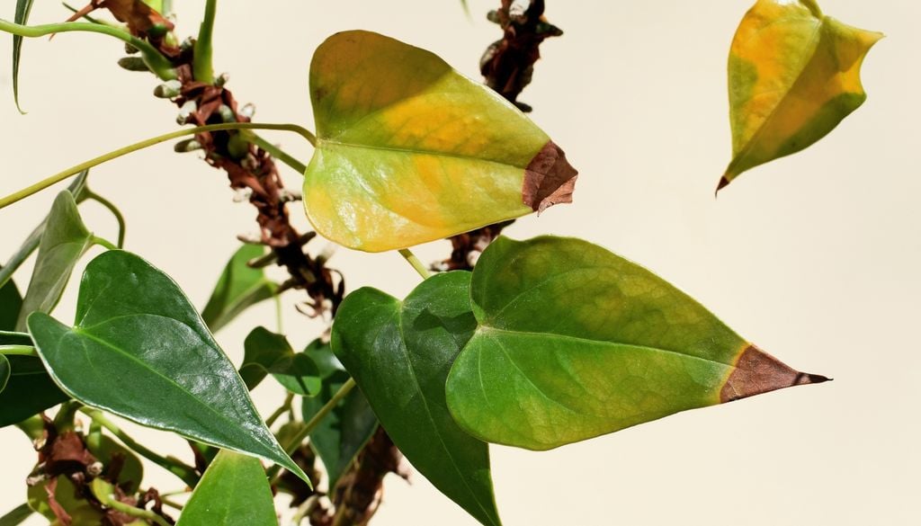 plantas Sin la radiación solar necesaria, la fotosíntesis se detiene y la planta comienza a languidecer gradualmente.