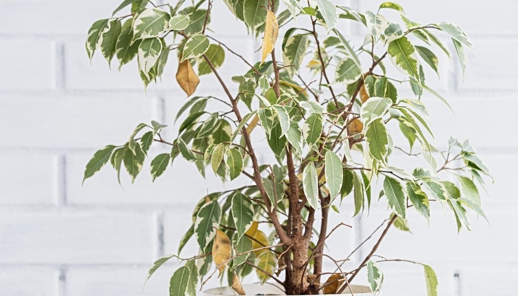 plantas Ubicar las macetas cerca de una ventana con luz indirecta evita el estres hídrico y favorece la fotosíntesis.