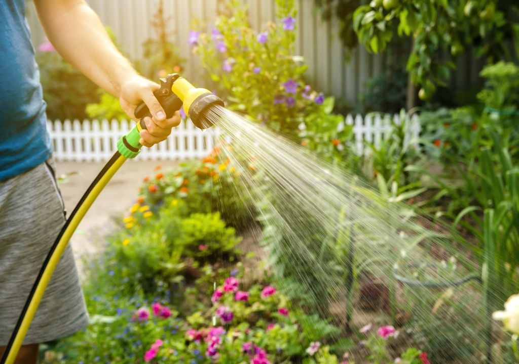 Plantas regar agua Plantas regar agua