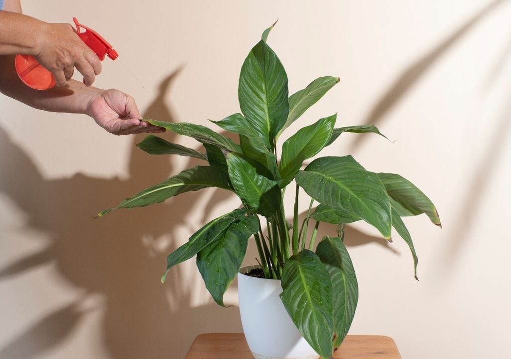 Plantas regar agua Plantas regar agua
