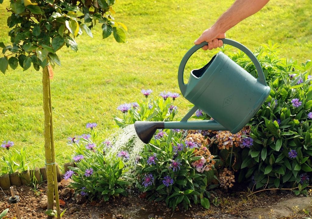 Plantas regar agua Plantas regar agua