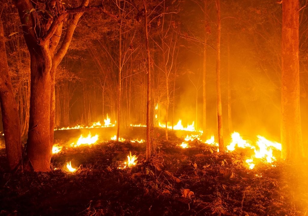 Incendio forestal, fuego, bosque, Meteored, Chile