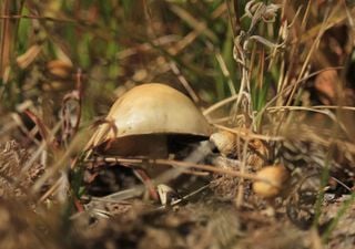 “Sendero de micoturismo”: de qué se trata este nuevo circuito turístico en la Patagonia argentina basado en hongos 