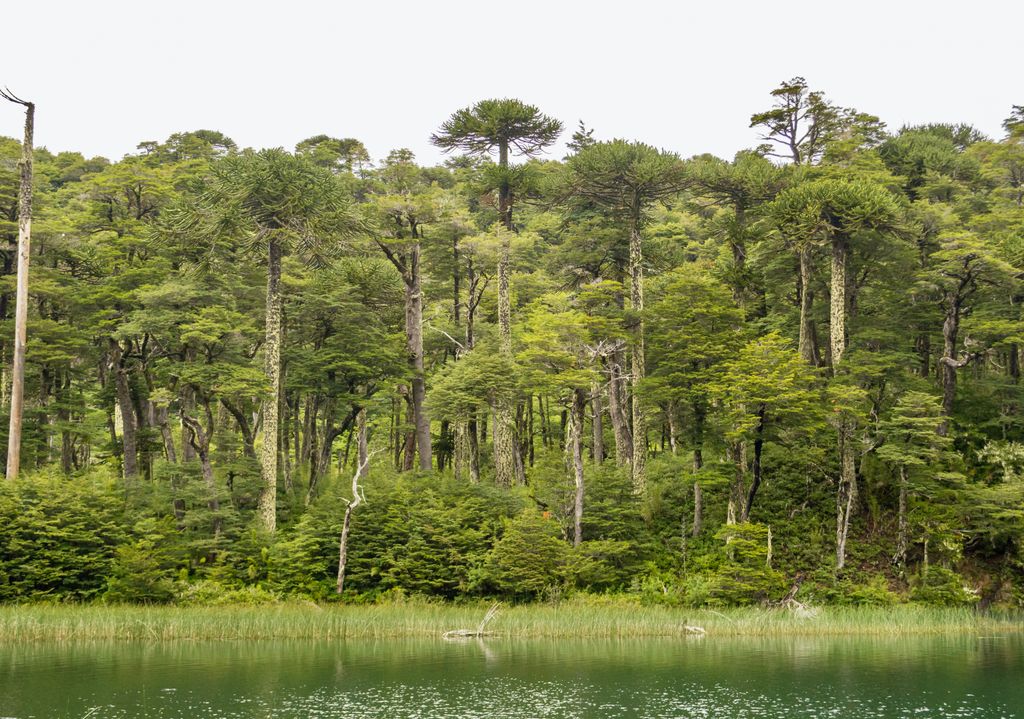 Paisajes de araucarias en el Parque Nacional Huerquehue.