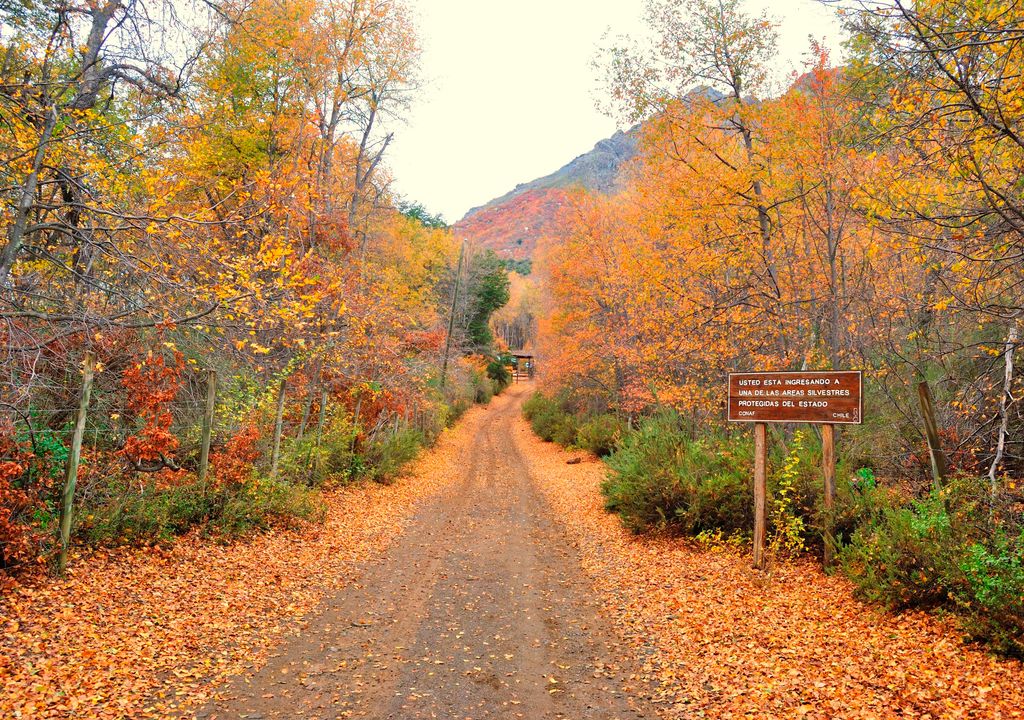 Reserva Nacional Altos de Lircay en otoño. Reserva Nacional Altos de Lircay en otoño.