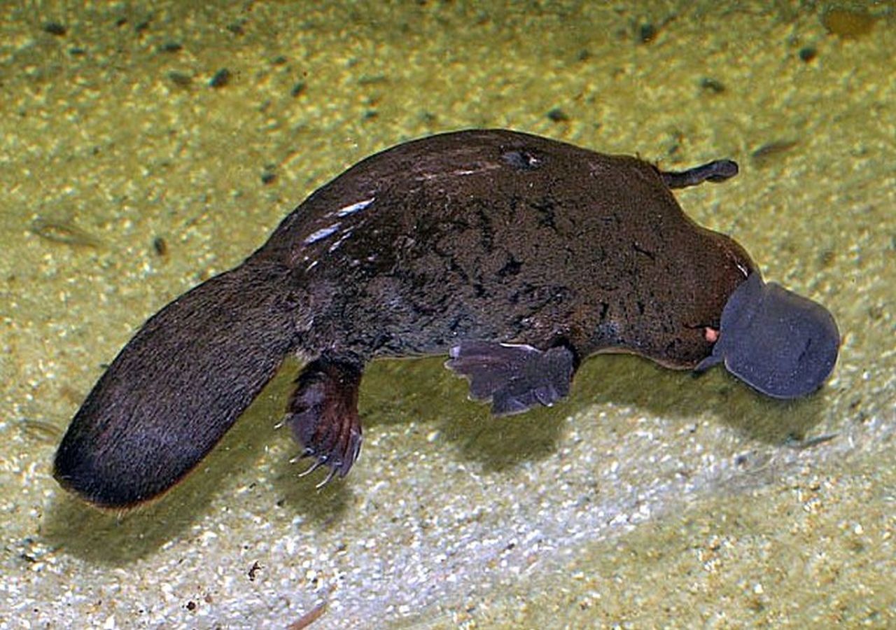 Revelación sensacional: ¡El ornitorrinco vivo más antiguo sorprende a