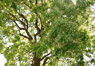 Hallazgo sensacional en China: los científicos encuentran un árbol gigante previamente desconocido