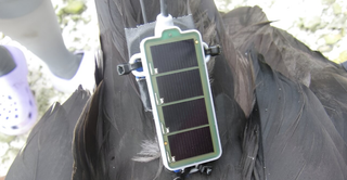 Los científicos instalan sensores meteorológicos en grandes pájaros para monitorizar la atmósfera