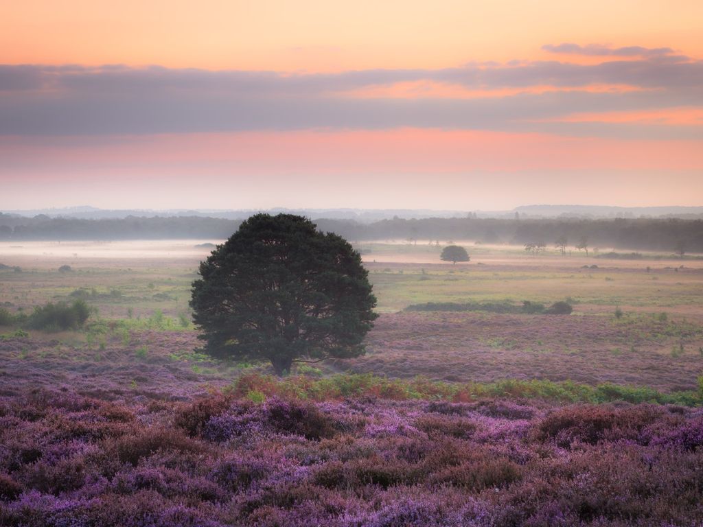 Roydon Common, Norfolk