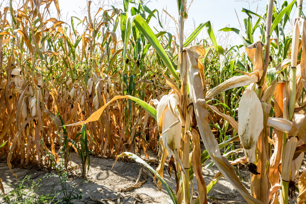 dry crops