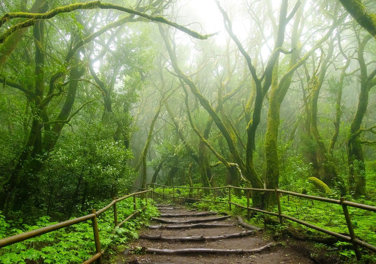 Los bosques han reverdecido y los cuerpos de agua se estan recargando, mientras el ambiente se refrescó este verano 2024, disminuyendo notablemente la sequía.