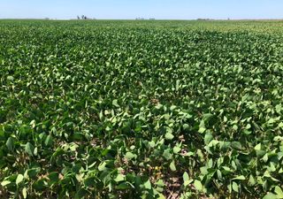 Sequía en el agro: las lluvias de este fin de semana podrían ser clave para sostener los rendimientos en soja y maíz