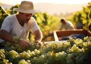 Alerta en el sector vinícola: la producción mundial de vino alcanza su punto más bajo en seis décadas
