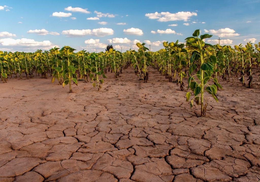 Cultivos afectados por la extrema sequía