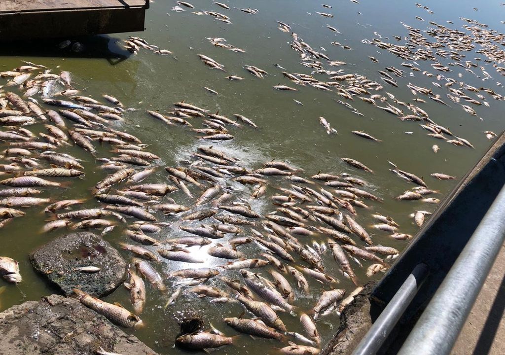 Mortandad de peces en Laguna de Lobos