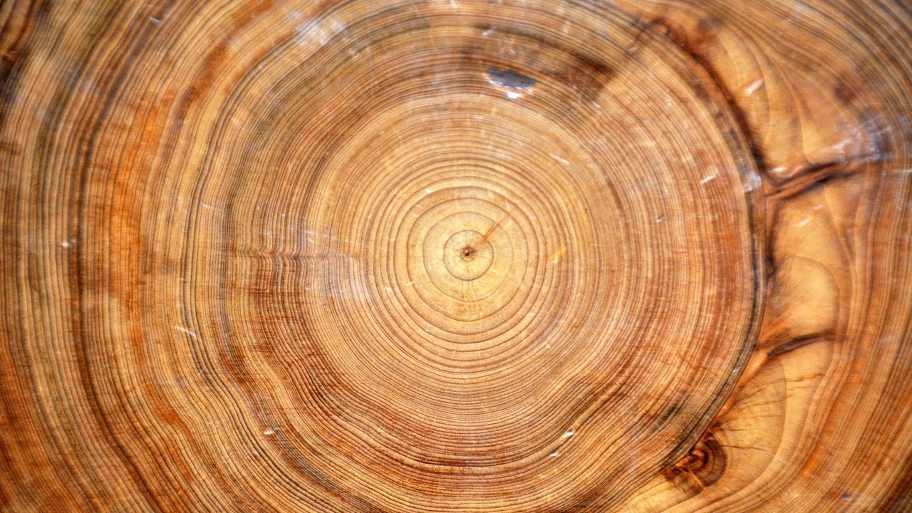 Los anillos de los árboles antiguos son un tesoro por sus registros climatológicos. Utah State University