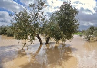 Sequías extremas que "revientan" en un sinfín de lluvia, precedentes