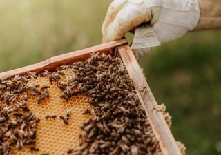 Sequías reducen las colonias de abejas y amenazan los cultivos