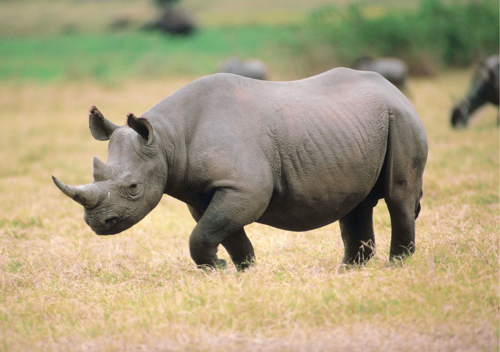 Rinoceronte. Rinoceronte.