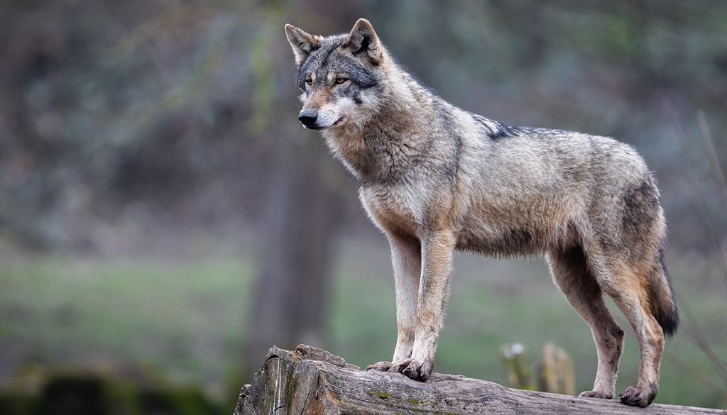 Si bien el perro y el lobo son de la misma especie, el cerebro de los últimos es más grande que el de los perros, lo que les permite adaptarse a diversas condiciones y recordar lo aprendido.