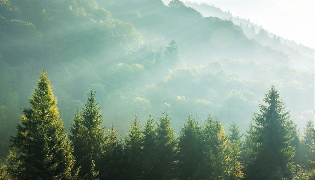As espécies atualmente dominantes nas florestas europeias, estão a ser mais vulneráveis às alterações climáticas.