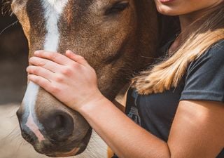 Como seria possível o uso de IA para ajudar humanos a conversar com os animais?