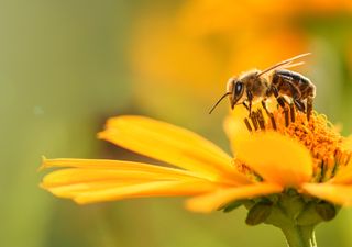 Será que um gene da abelha determina o comportamento coletivo? É o que afirma o novo estudo publicado na revista Science