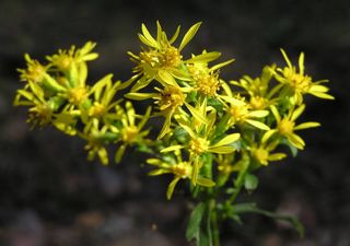 Serão as plantas inteligentes? Segundo um estudo da Universidade de Cornell, depende da definição