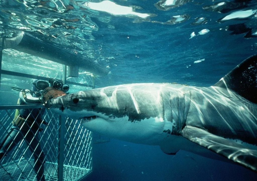 buceo con tiburones buceo con tiburones