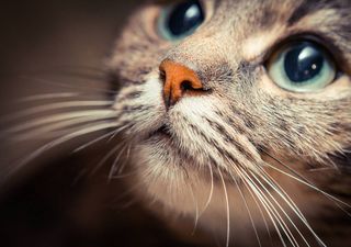 Serão os gatos, considerados anti-sociais, suscetiveis à morte de outros animais? Estudo revela que sim!