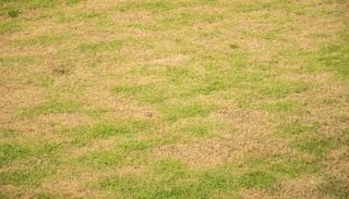 Ser&atilde;o os relvados e jardins resistentes &agrave;s elevadas temperaturas?