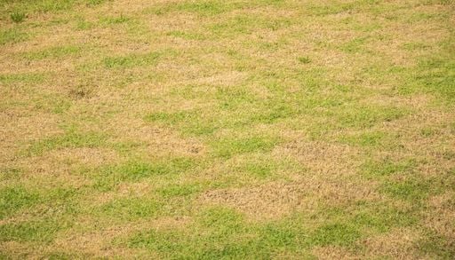 Ser&atilde;o os relvados e jardins resistentes &agrave;s elevadas temperaturas?