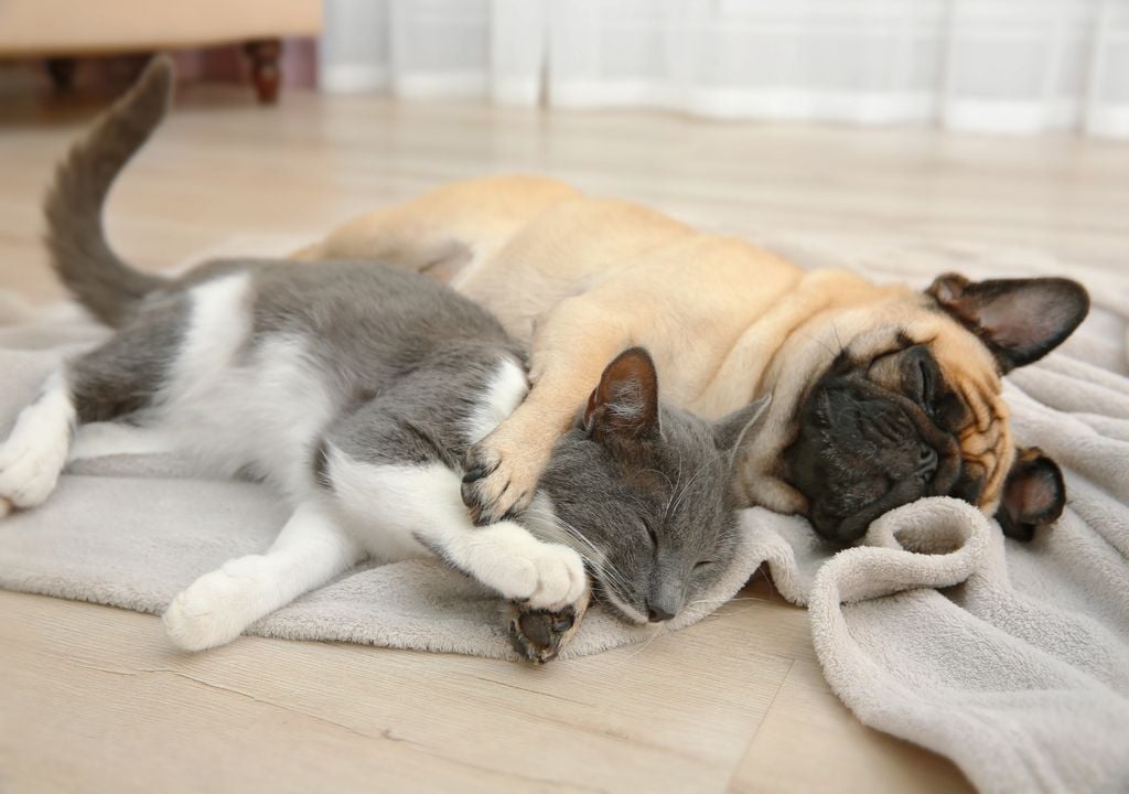 Sono dos animais Sono dos animais