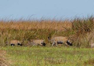 Un nuevo estreno mundial en Netflix pone al paisaje de Iberá como un ejemplo de recuperación de ecosistemas