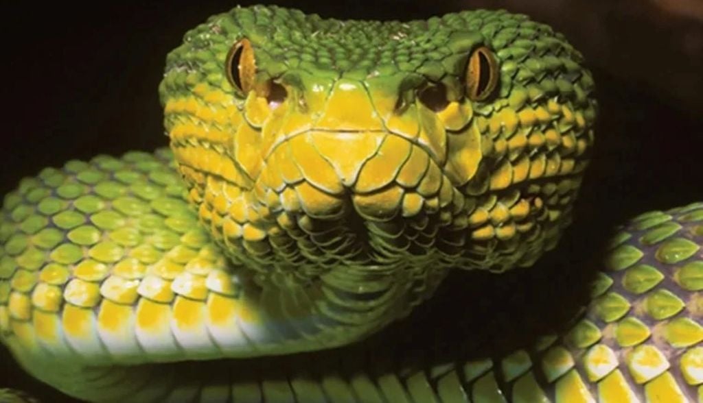 Víbora-de-fosseta de Ayeyarwady: estudo revelou que serpente de Mianmar não era híbrida, mas uma espécie inédita. Crédito: Wolfgang Wüster